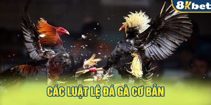 Các luật lệ đá gà cơ bản