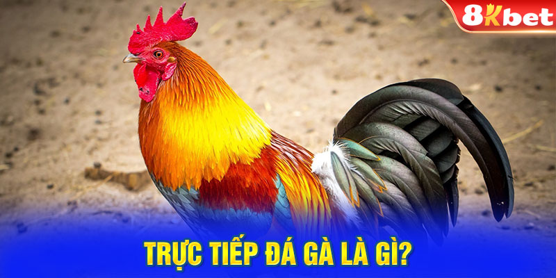 Trực tiếp đá gà là gì?